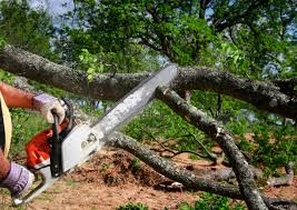 Professional Tree Care in Englewood, OH